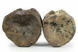 Pair of Hadrosaur (Brachylophosaurus?) Vertebrae - Montana #353483-5